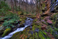 Roaring Fork Road Fallen Tree Smoky Mountains National Park