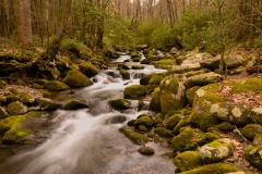 Roaring Fork Road Stream with Moss Covered Rocks