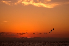 Sunrise with Birds Rockport, Texas