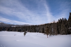 Treeline Lamar Valley Yellowstone