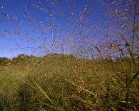 Weed Seed Brushy Creek Park Austin, Texas