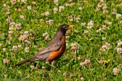 American_Robin_in_Clover