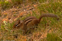 Chipmunk_Kentucky_Horse_Park_Lexington_Kentucky