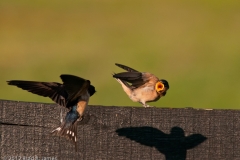 Highcroft_Farm_Barn_Swallow_Incoming_Breakfast_Lexington_Kentucky