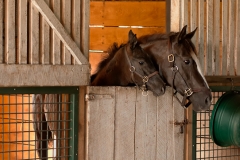 Highcroft_Farm_Dam_and_Filly_1_Lexington_Kentucky