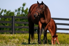 Highcroft_Farm_Dam_and_Filly_3_Lexington_Kentucky