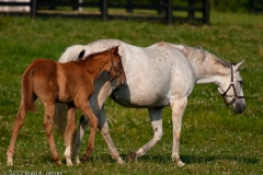 Highcroft_Farm_Dam_and_Filly_4_Lexington_Kentucky