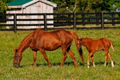 Highcroft_Farm_Dam_and_Filly_5_Lexington_Kentucky