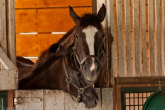 Highcroft_Farm_Dam_and_Filly_Filly_Head_Under_Lexington_Kentucky