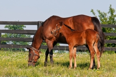 Highcroft_Farm_Dam_and_Youngest_Filly_Side_by_Side_Lexington_Kentucky