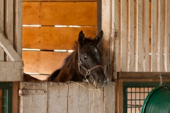 Highcroft_Farm_Filly_1_w_Hay_Lexington_Kentucky