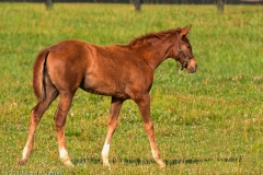 Highcroft_Farm_Filly_2_Lexington_Kentucky