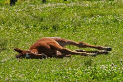 Highcroft_Farm_Filly_Baking_in_the_Sun_Lexington_Kentucky