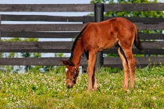 Highcroft_Farm_Filly_Munching_on_Clover