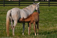 Highcroft_Farm_Filly_Nursing_Lexington_Kentucky