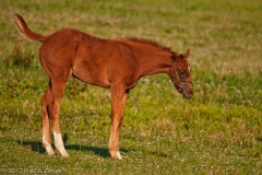 Highcroft_Farm_Filly_Tail_Up_Lexington_Kentucky