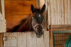 Highcroft_Farm_Filly_in_Stall_Curious_about_Camera_Shutter_Clicks_Lexington_Kentucky