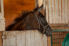 Highcroft_Farm_Filly_in_Stall_Facing_Right_Lexington_Kentucky