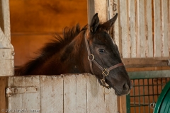 Highcroft_Farm_Filly_in_Stall_Facing_Right_Looking_at_Camera_Lexington_Kentucky
