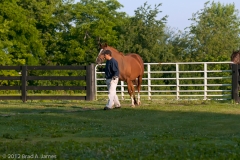 Highcroft_Farm_Horses_Being_Led_Into_the_Barns_Morning_Lexington_Kentucky