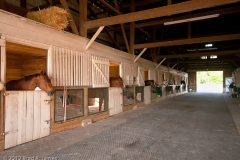 Highcroft_Farm_Horses_Waiting_for_Morning_Feeding_Lexington_Kentucky