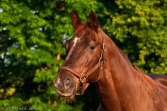 Highcroft_Farm_Mare_Lexington_Kentucky