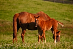 Highcroft_Farm_Momma_s_Milk_Sure_Is_Fine_Lexington_Kentucky
