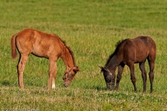 Highcroft_Farm_Two_Fillies_Lexington_Kentucky