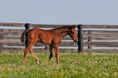 Highcroft_Farm_Younger_Filly_Against_Fence_Line_Facing_Right_Lexington_Kentucky