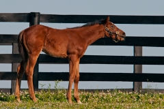 Highcroft_Farm_Younger_Filly_Against_Fence_Line_Lexington_Kentucky