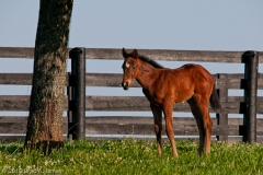 Highcroft_Farm_Youngest_Filly_Against_Fence_Line_Facing_Left_Lexington_Kentucky