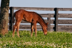 Highcroft_Farm_Youngest_Filly_Against_Fence_Line_Lexington_Kentucky