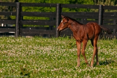 Highcroft_Farm_Youngest_Filly_Close_Facing_Left_Lexington_Kentucky