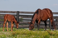 Highcroft_Farm_Youngest_Filly_Grazing_with_Mom_Lexington_Kentucky