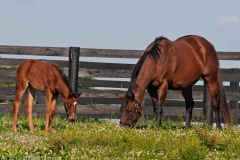 Highcroft_Farm_Youngest_Filly_Grazing_with_Mom_Lexington_Kentucky