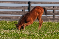 Highcroft_Farm_Youngest_Filly_Head_Down_Road_Apples_Lexington_Kentucky