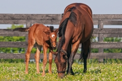 Highcroft_Farm_Youngest_Filly_with_Mom_Lexington_Kentucky