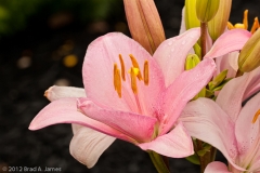 Horse_Park_Flowers_2