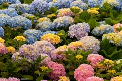 Horse_Park_Flowers_4