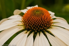 Horse_Park_Flowers_5