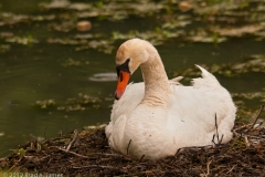 Mute_Swan_on_Nest_Kentucky_Horse_Park_Lexington_Kentucky