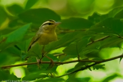 Worm_eating_Warbler_Elusive