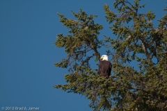 Bald_Eagle_Perched_in_Tree_Rialto_Beach_Olympic_National_Park_Washington