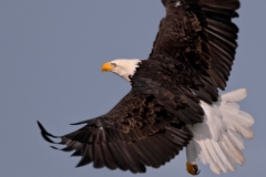 Bald_Eagle_in_Flight_Neah_Bay_Washington