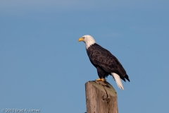 Bald_Eagle_on_Post_Neah_Bay_Washington