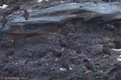 Cape_Flattery_Washington_Black_Oyster_Catchers