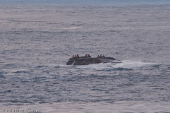 Cape_Flattery_Washington_Sea_Lions