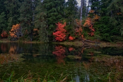 Hoh_Rain_Forest_Entrance_Pond_Olympic_National_Park_Washington_HDR