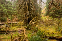 Hoh_Rain_Forest_Olympic_National_Park_Fallen_Tree_Hall_of_Mosses