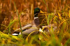 Hoh_Rain_Forest_Olympic_National_Park_Washington_Mallard_Duck_on_Alert